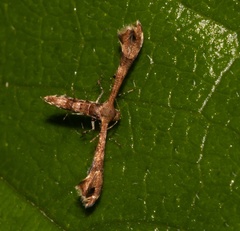 Nippoptilia cinctipedalis