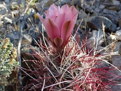 Sclerocactus polyancistrus
