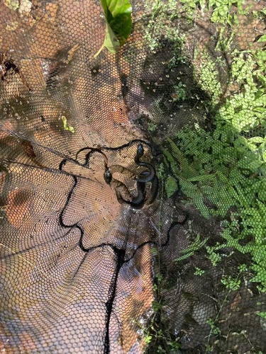 Mountain Water Snake