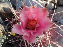 Sclerocactus polyancistrus