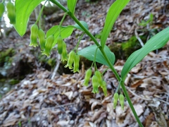 Polygonatum