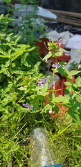 Cleome rutidosperma