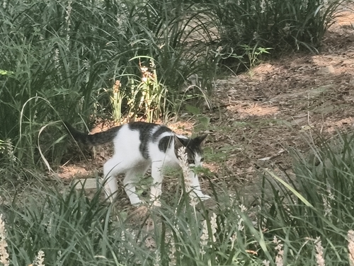 Domestic Cat