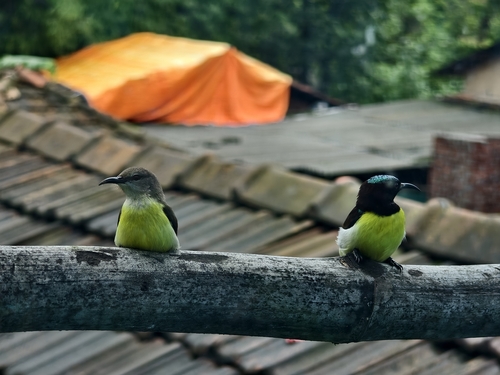 Purple-rumped Sunbird