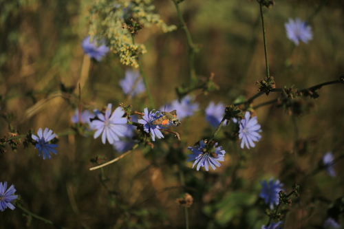 Eurasian Hummingbird Hawkmoth