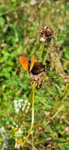 Scarce Copper