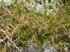 Carex horizontalis