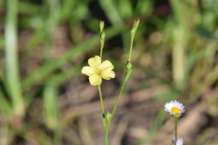Linum medium
