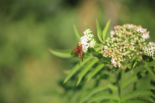 Hornet Mimic Hover Fly