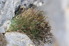 Dianthus acicularis