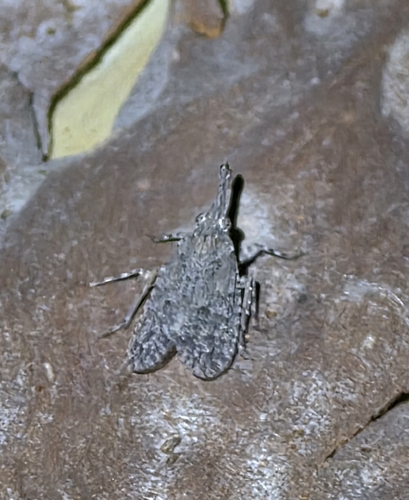 Eurinopsyche obscurata observed 2026-08-04