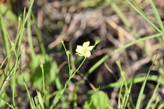 Linum medium