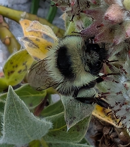 iNaturalist observation photo of Forest Bumble Bee