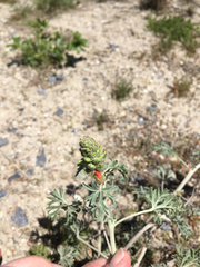 Sphaeralcea coccinea