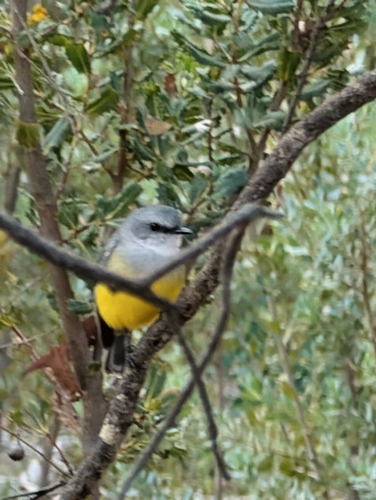Western Yellow Robin (Eopsaltria griseogularis)