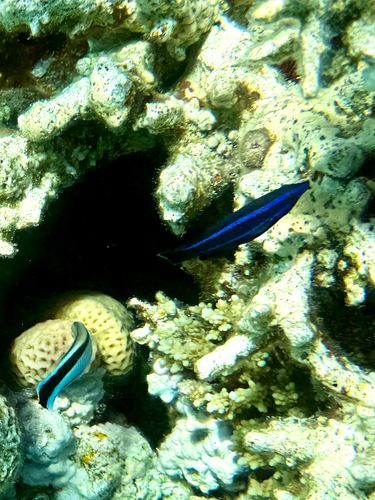 Larabicus quadrilineatus observed 2026-08-04