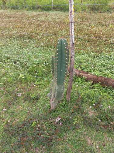 Cereus jamacaru jamacaru