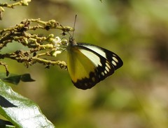 Cepora perimale scyllara