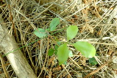 Pseudopanax arboreus