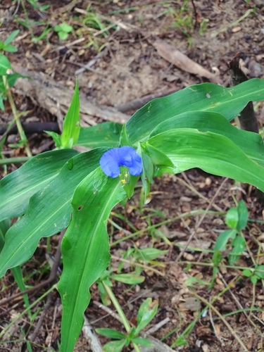whitemouth dayflower