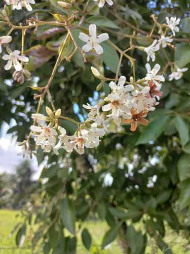 Cordia trichotoma