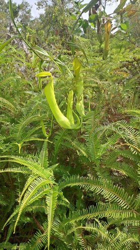 Nepenthes reinwardtiana