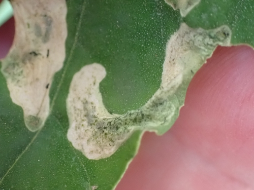 iNaturalist observation photo of Orache Leafminer Moth