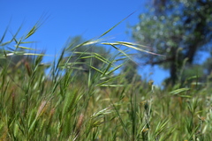 Bromus rigidus