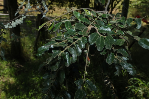 Cassia tomentella observed 2026-08-04