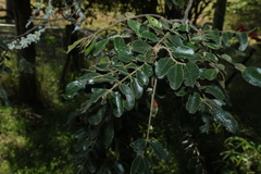 Cassia tomentella, photograph (c) Greg Tasney, some rights reserved (CC BY-SA)