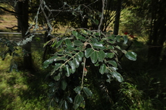 Cassia tomentella