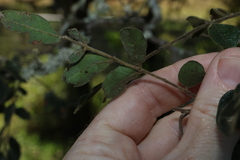 Cassia tomentella, photograph (c) Greg Tasney, some rights reserved (CC BY-SA)