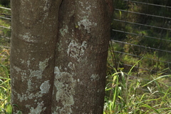 Cassia tomentella, photograph (c) Greg Tasney, some rights reserved (CC BY-SA)