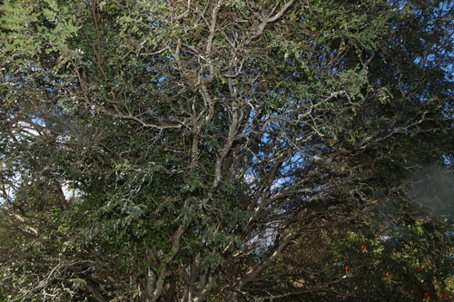 Cassia tomentella, photograph 4
