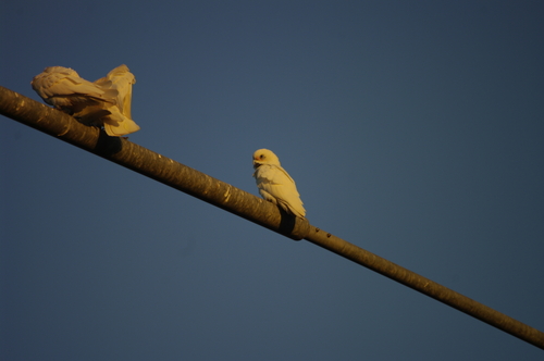 Little Corella