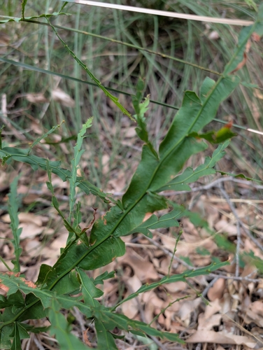 Acacia alata, photograph 2