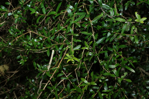 Pittosporum viscidum, photograph 3