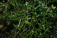 Pittosporum viscidum, photograph (c) Greg Tasney, some rights reserved (CC BY-SA)