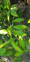 Syzygium polyanthum