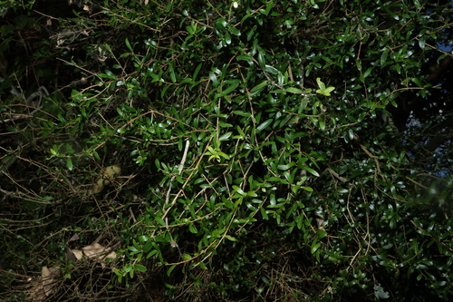 Pittosporum viscidum, photograph 4
