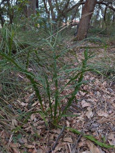 Acacia alata, photograph 3