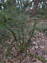 Acacia alata, photograph author not stated, no rights reserved