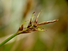 Carex horizontalis