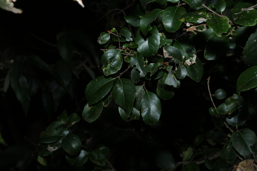 Denhamia bilocularis, photograph 5