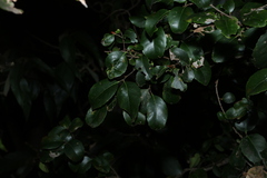 Denhamia bilocularis, photograph (c) Greg Tasney, some rights reserved (CC BY-SA)