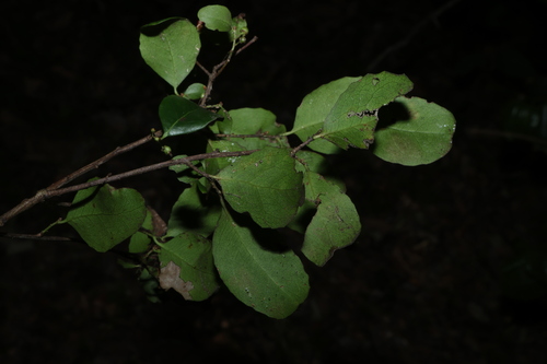 Denhamia bilocularis, photograph 6