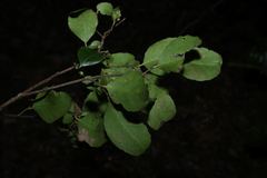 Denhamia bilocularis, photograph (c) Greg Tasney, some rights reserved (CC BY-SA)