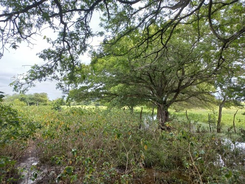 Geoffroea spinosa