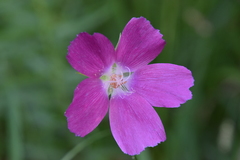 Callirhoe papaver