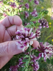 Hosackia stipularis ottleyi